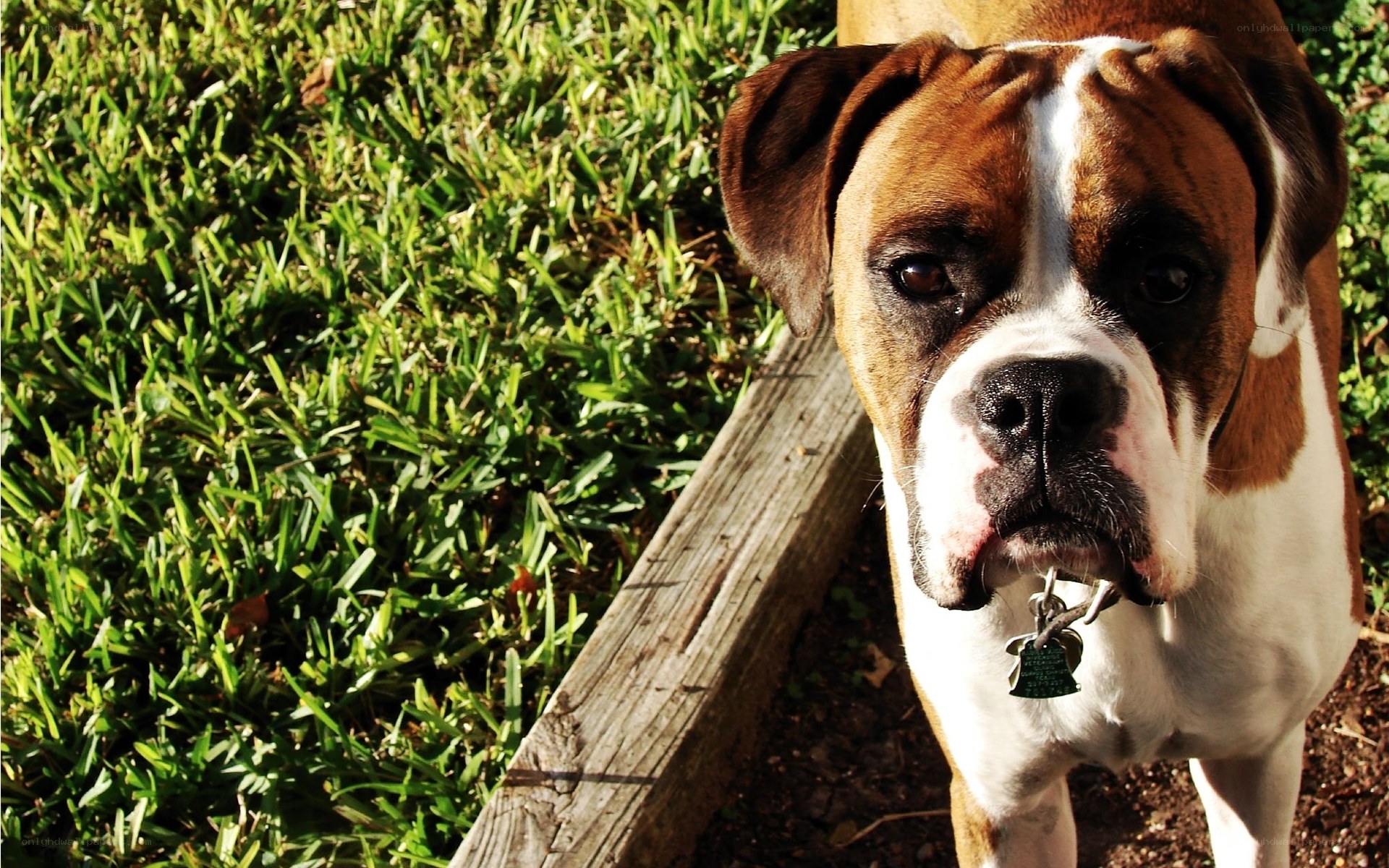 Boxer dog on a leash