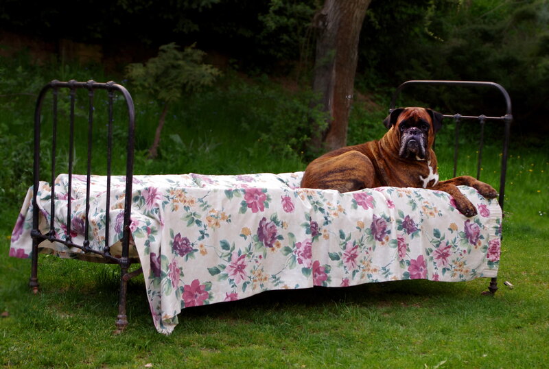 Boxer Dog on Bed — Green