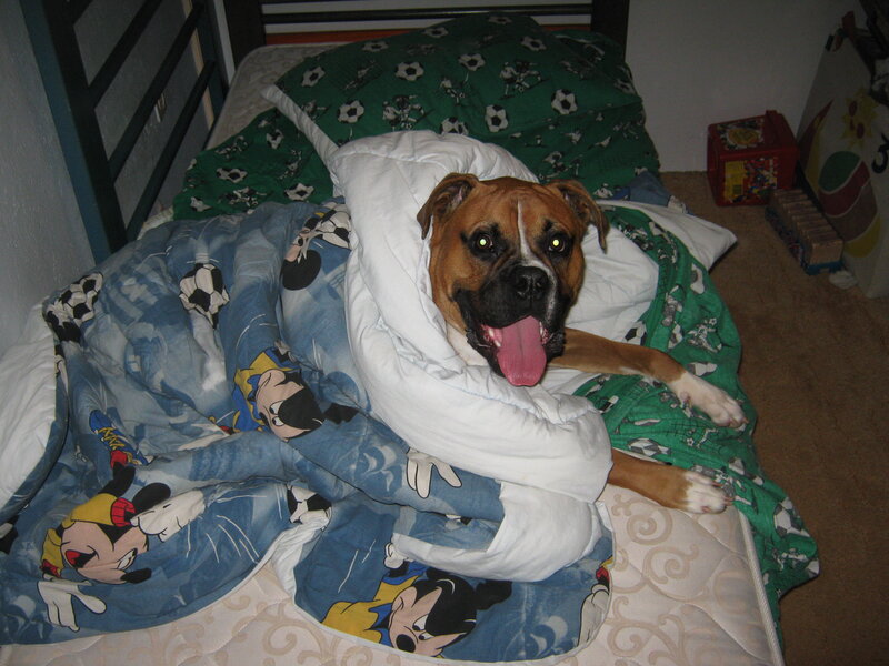Boxer Dog on Bed