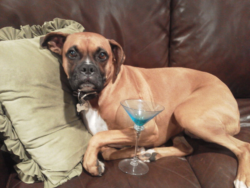 Boxer Dog on Couch