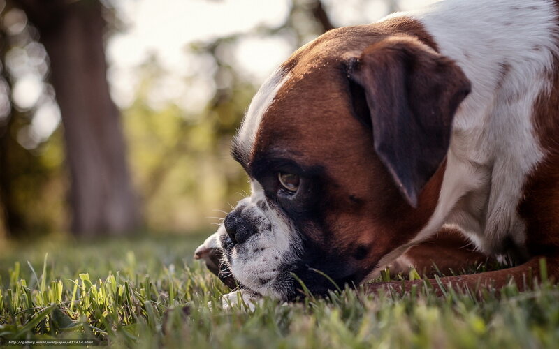 Boxer Dog on Grass — Brown