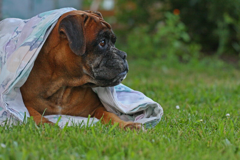 Boxer Dog on Grass — Green, Calm