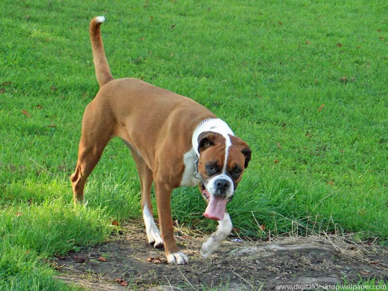 Boxer Dog on Grass — Green