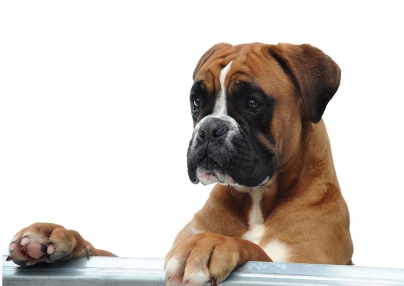 Boxer Dog on Metal