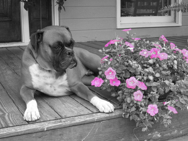Boxer dog on porch with flowers