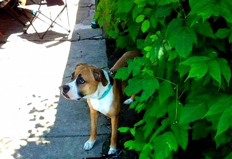 Boxer Dog on Sidewalk