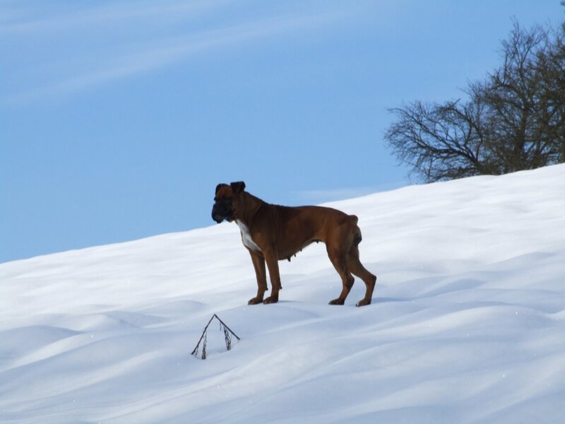 Boxer Dog on Snow
