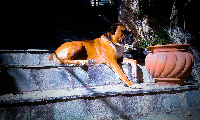 Boxer Dog on Steps