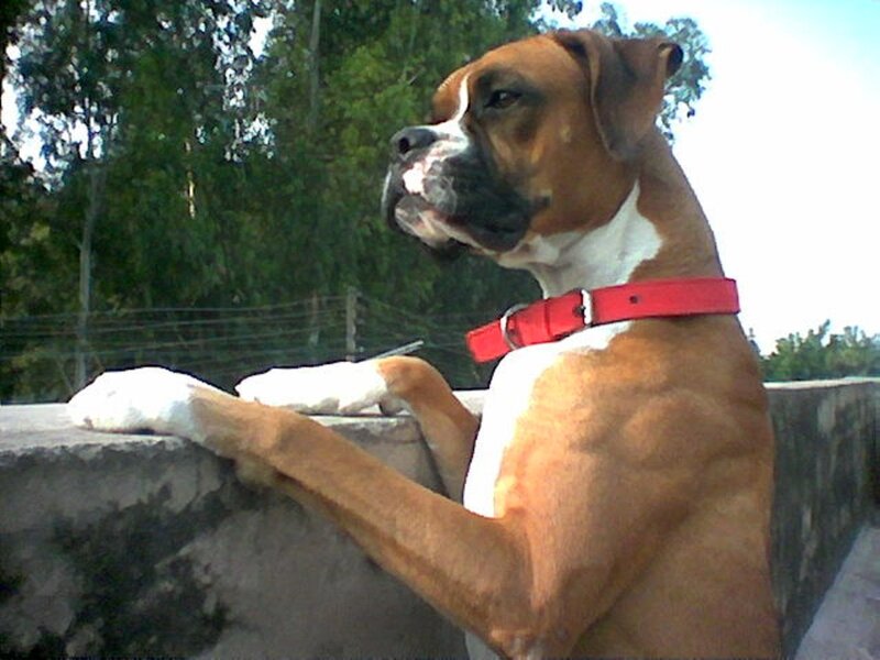 Boxer Dog on Wall