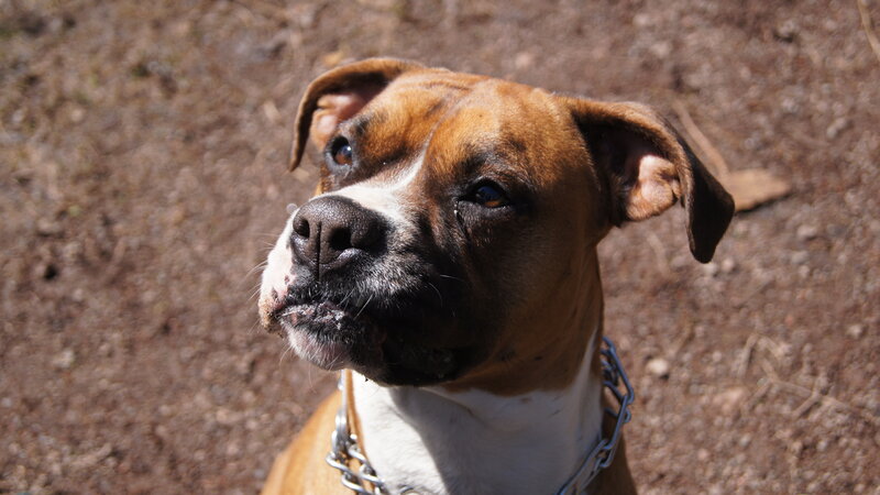 Boxer Dog Outdoors — Brown, Calm