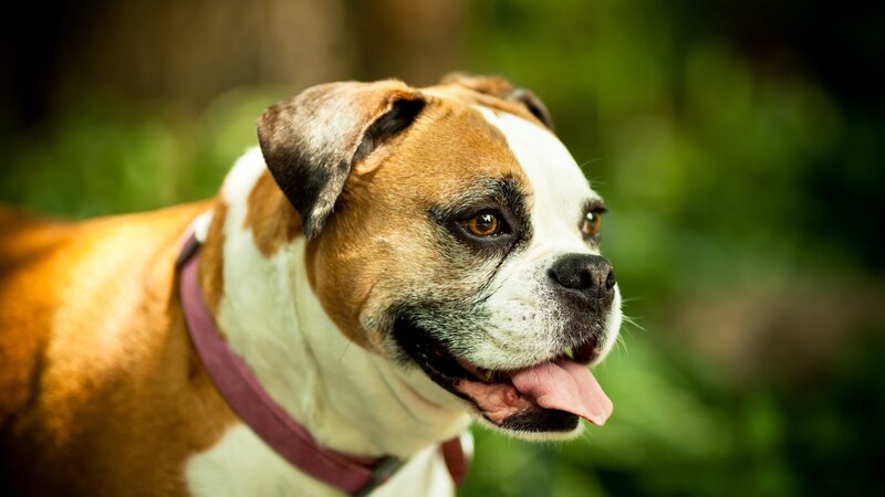 Boxer Dog Outdoors — Brown