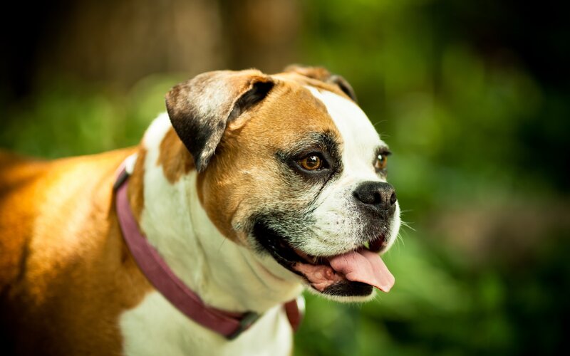 Boxer dog outdoors