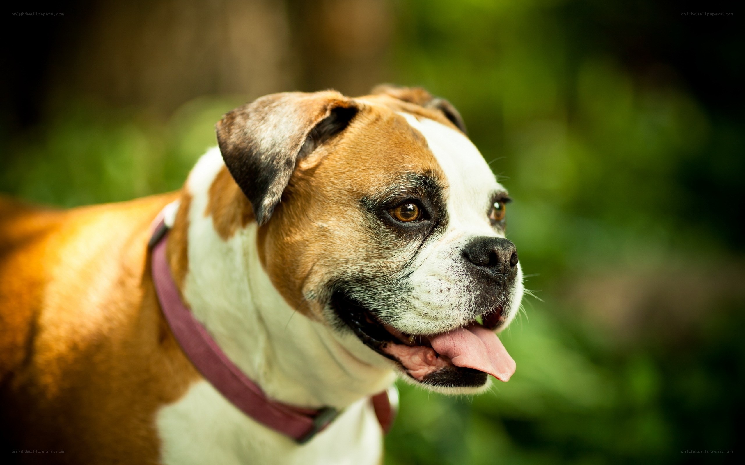 Boxer dog outdoors
