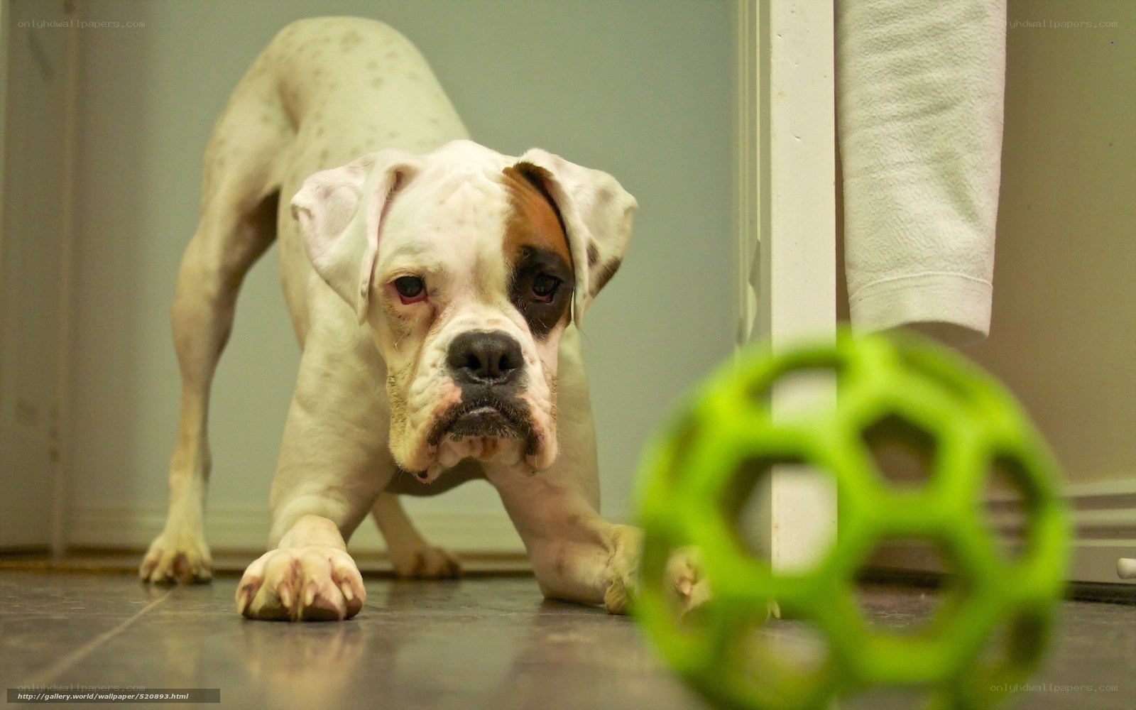 Boxer dog playing with ball