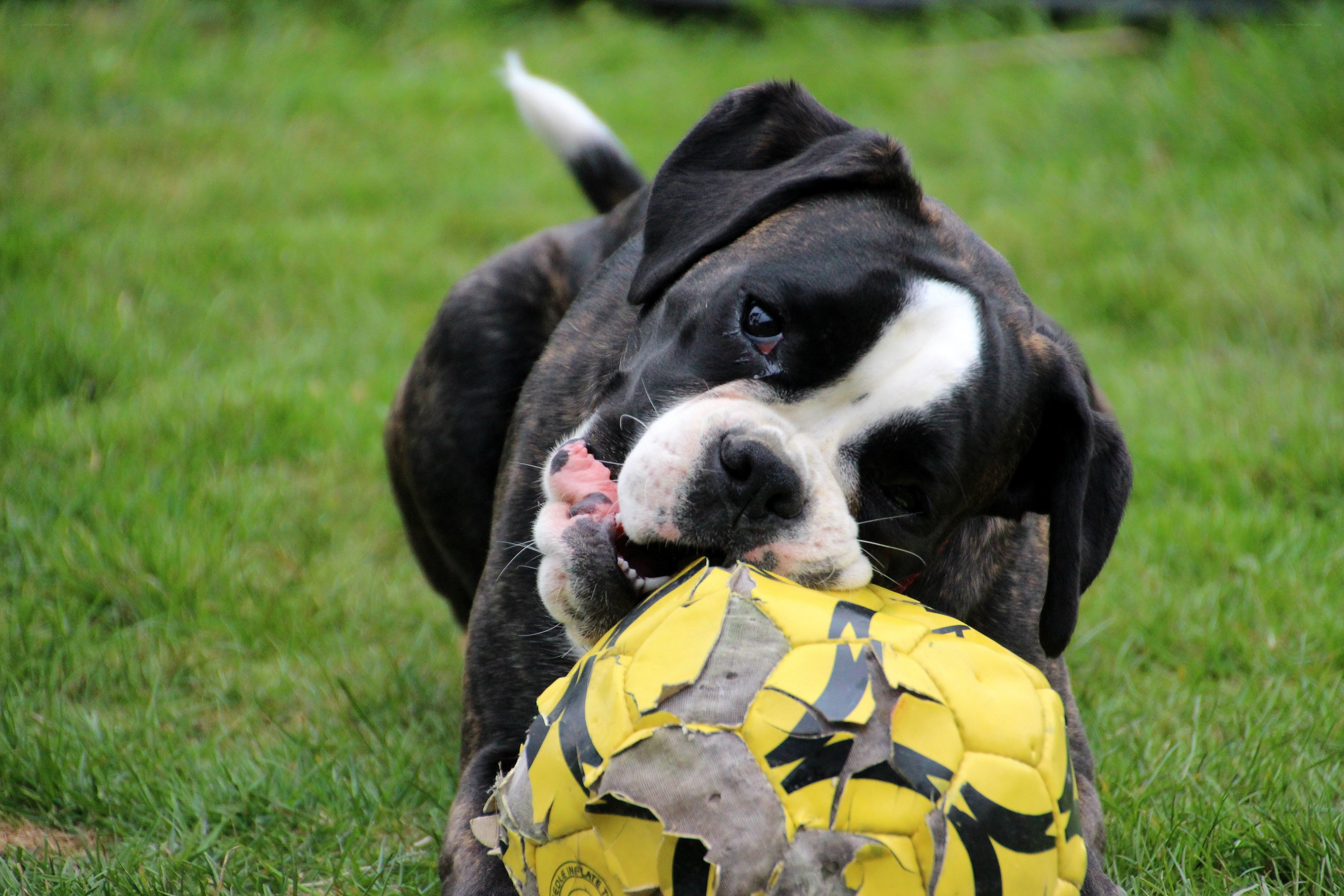 Boxer dog playing with ball