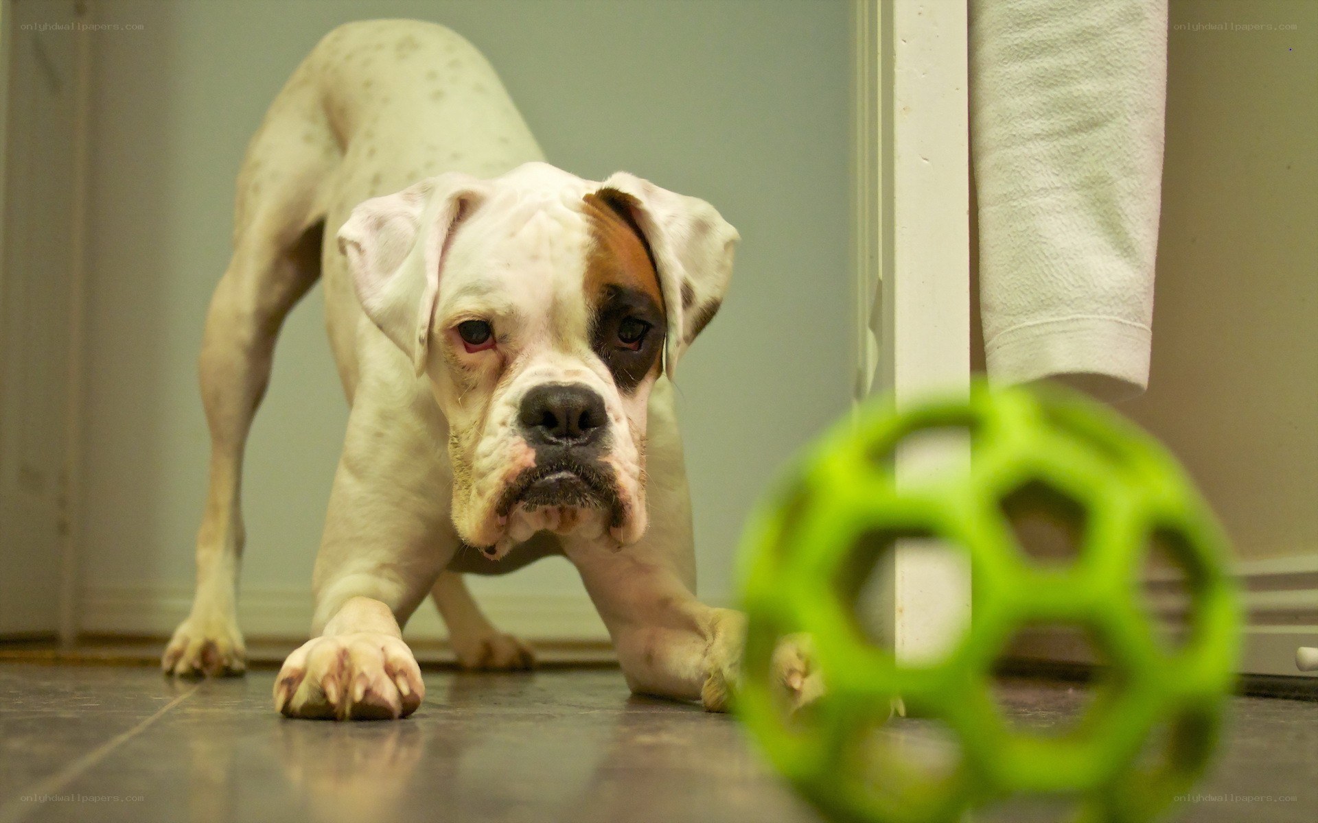 Boxer dog playing with toy