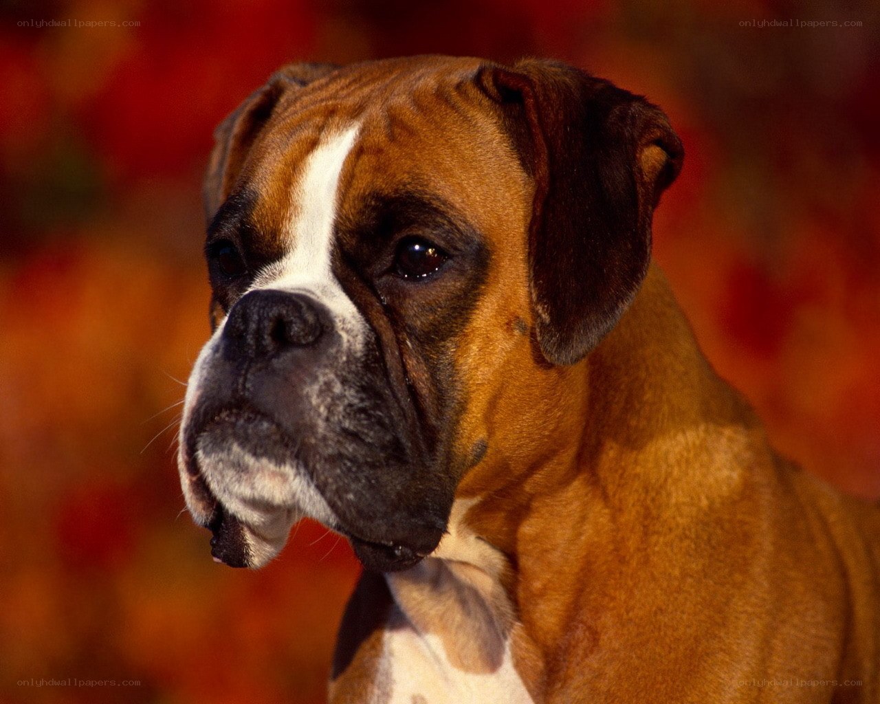 Boxer dog portrait