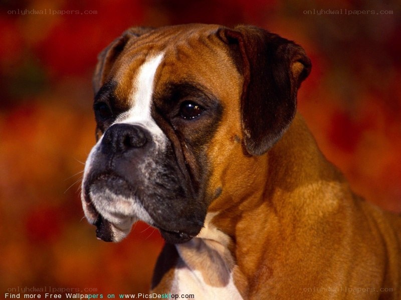 Boxer dog portrait