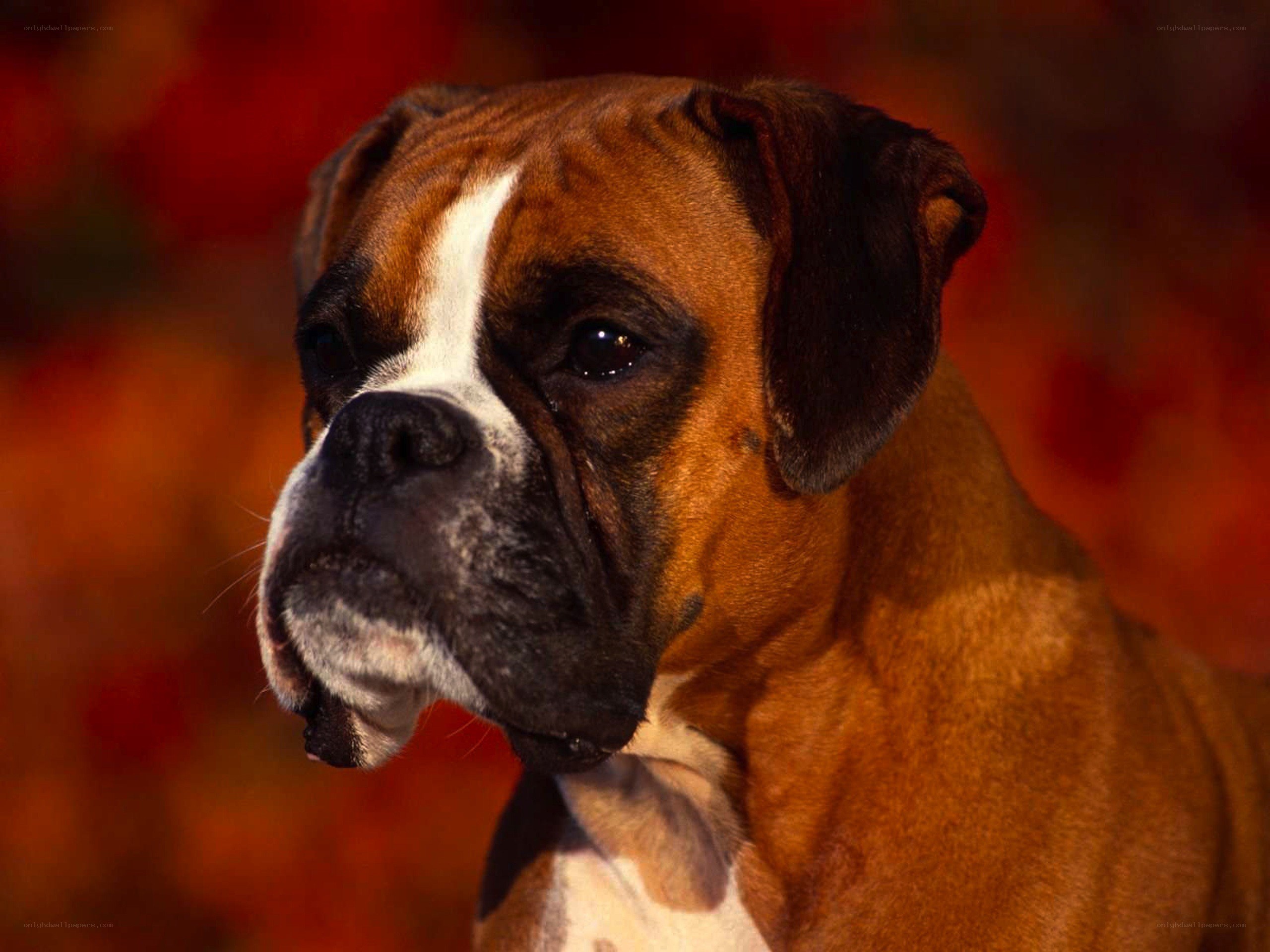 Boxer dog portrait