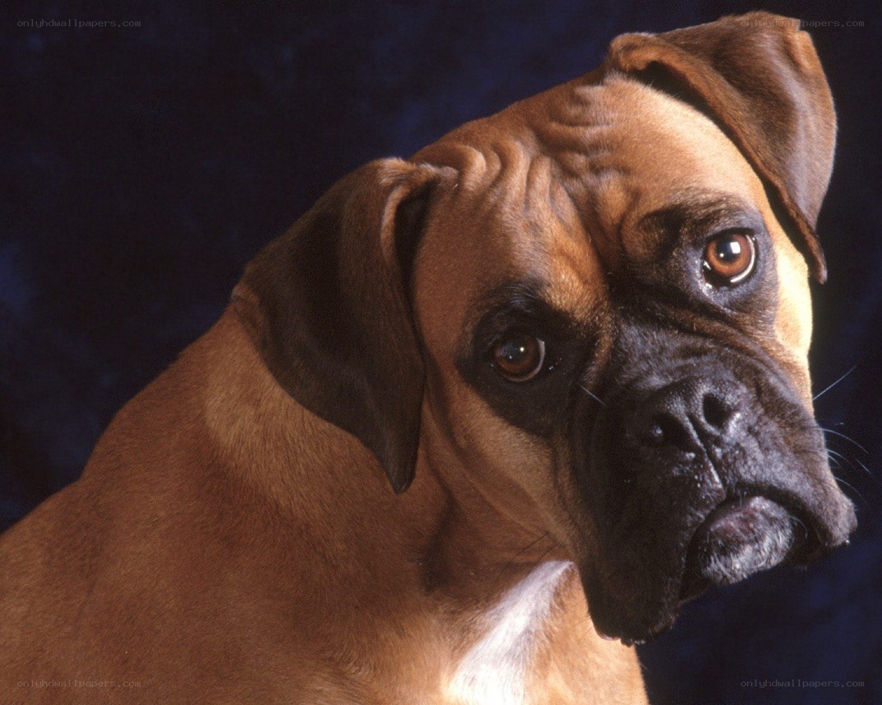 Boxer dog portrait
