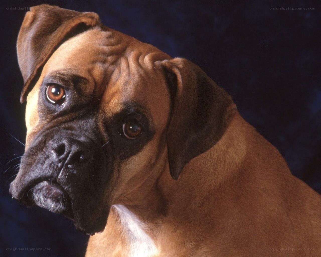 Boxer dog portrait