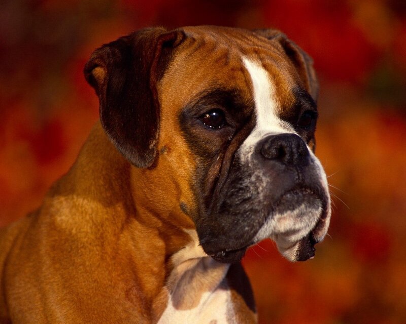 Boxer Dog Portrait — Brown, Calm, Autumn, Photograph