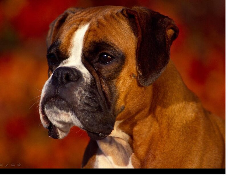 Boxer Dog Portrait — Brown, Calm, Photograph
