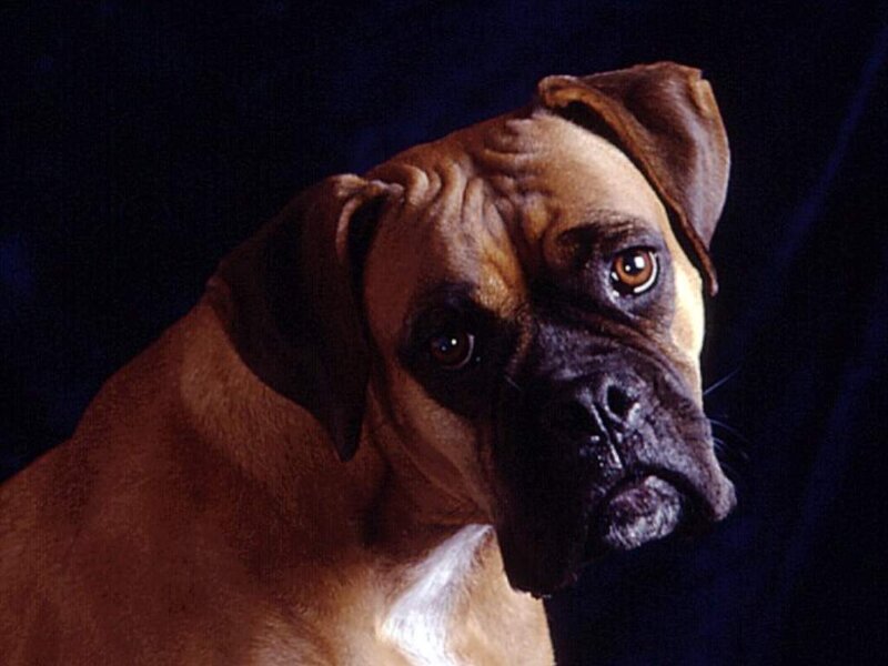Boxer Dog Portrait — Brown, Dramatic, Photograph, Dark Background, Black