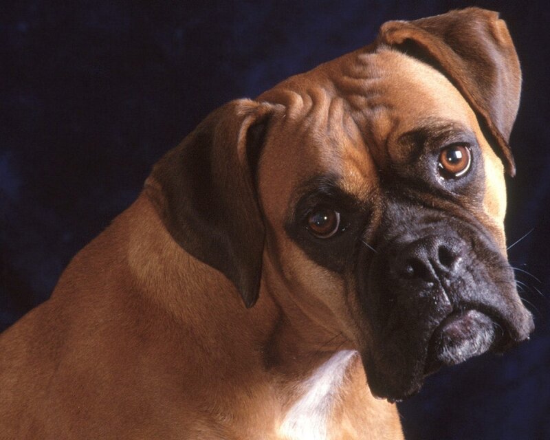Boxer Dog Portrait — Brown, Dramatic, Photograph