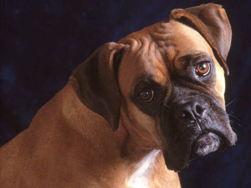 Boxer Dog Portrait — Brown, Dramatic