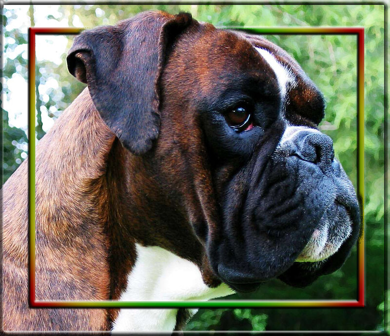 Boxer Dog Portrait — Brown