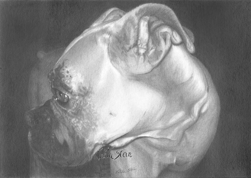 Boxer Dog Portrait — Gray