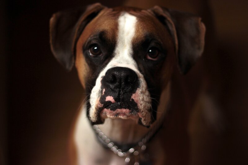 Boxer dog portrait