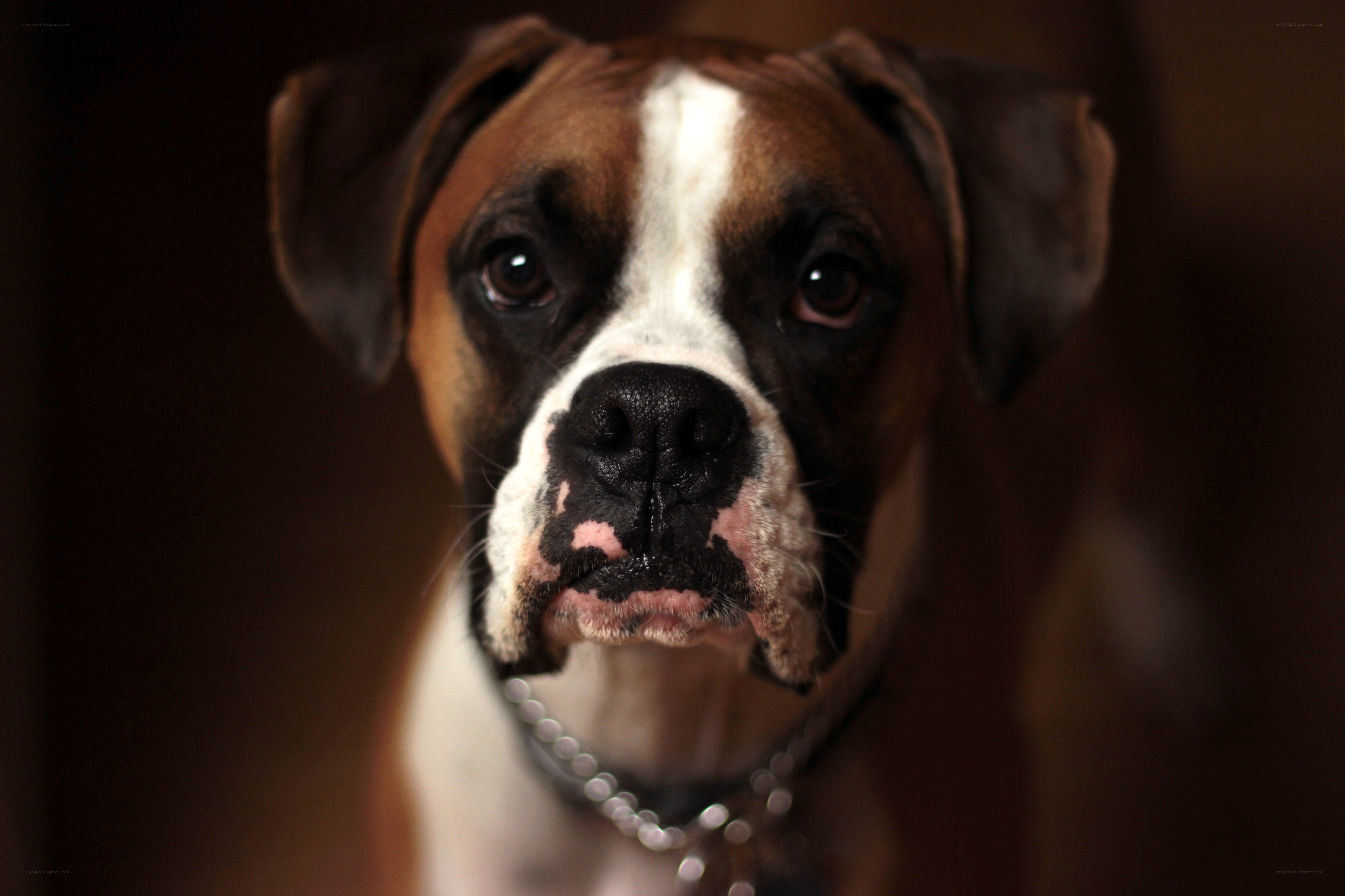 Boxer dog portrait