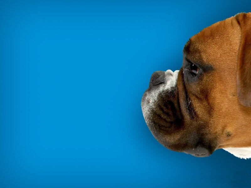 Boxer dog profile on blue
