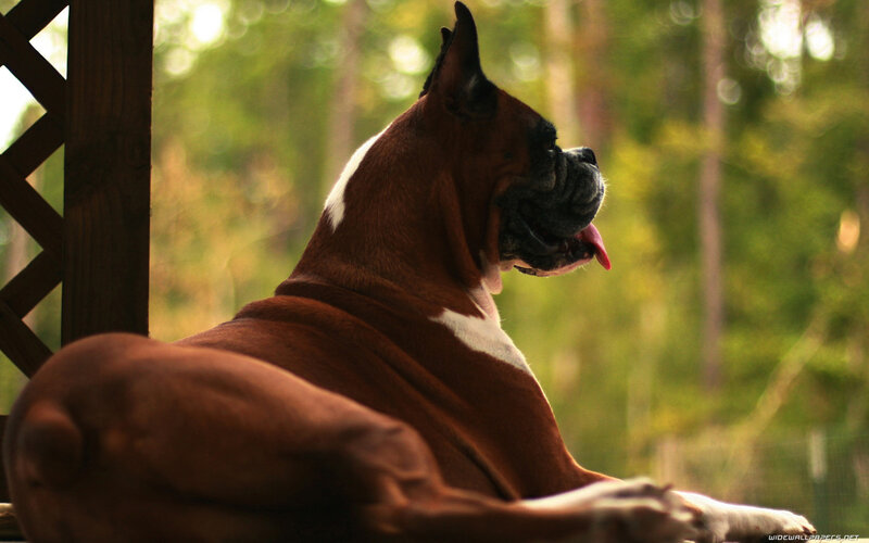 Boxer Dog Resting — Brown, Calm, Afternoon