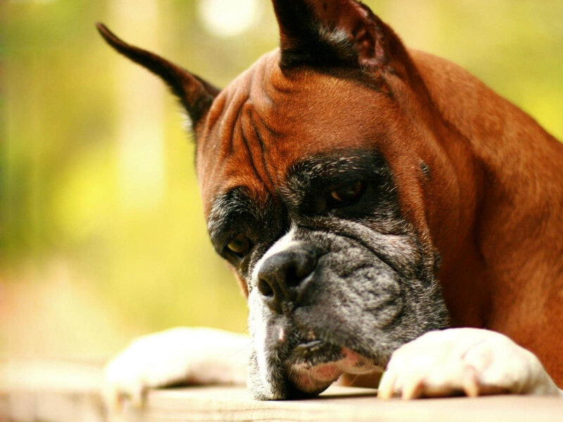 Boxer Dog Resting — Brown, Calm