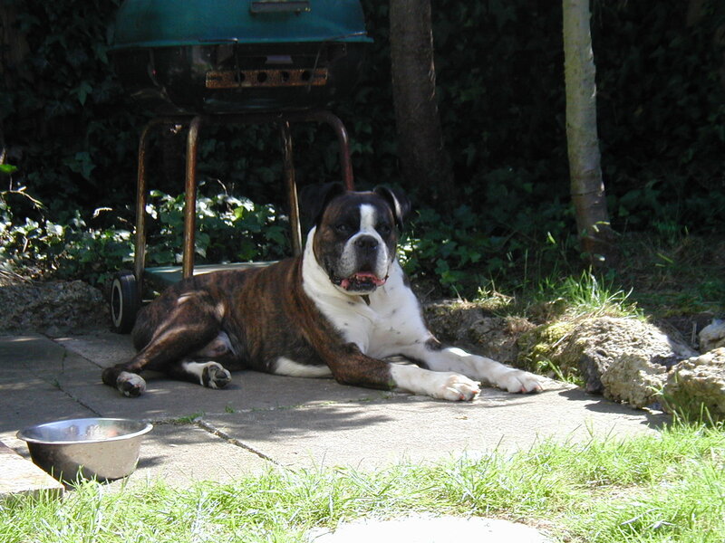 Boxer dog resting in garden