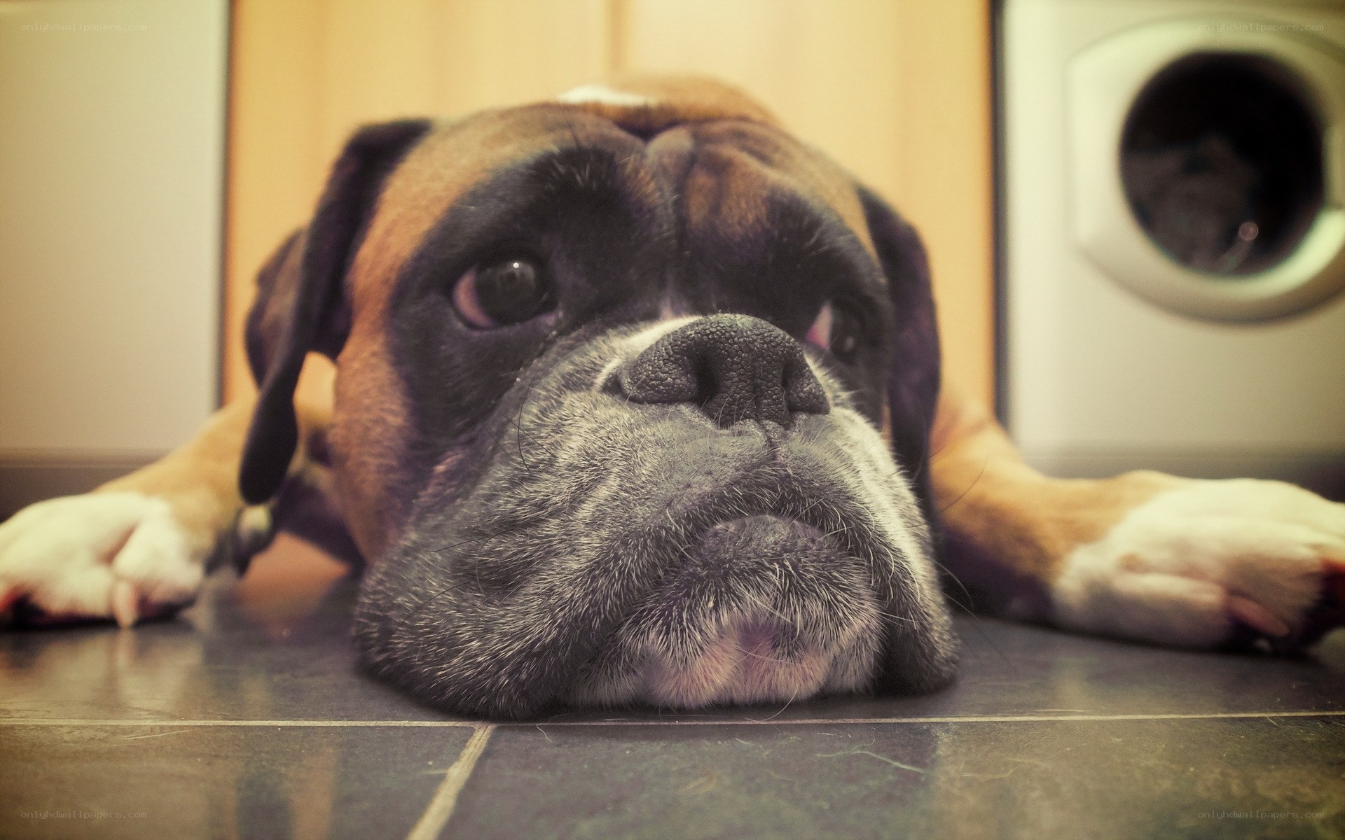 Boxer dog resting on floor