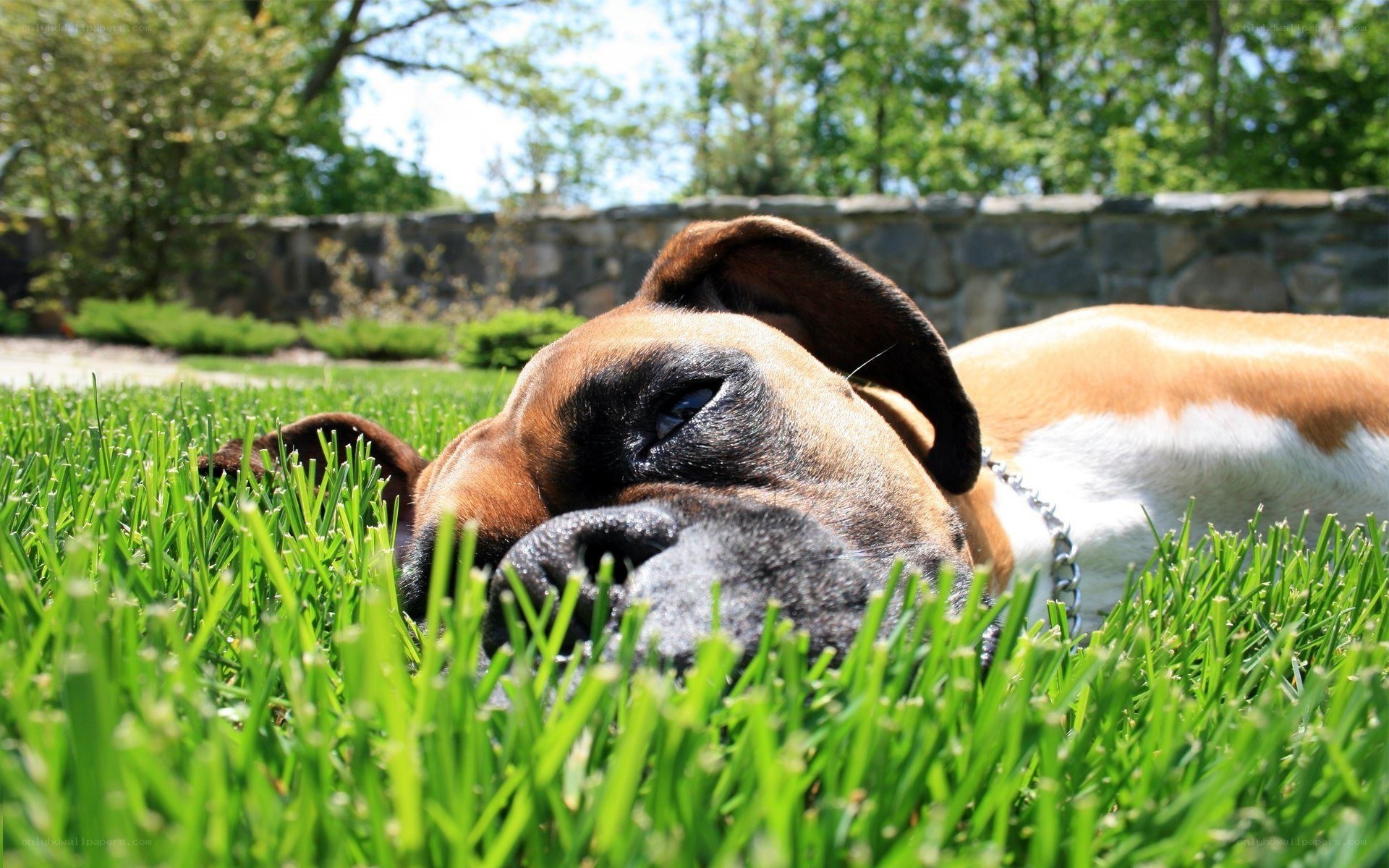 Boxer dog resting on grass