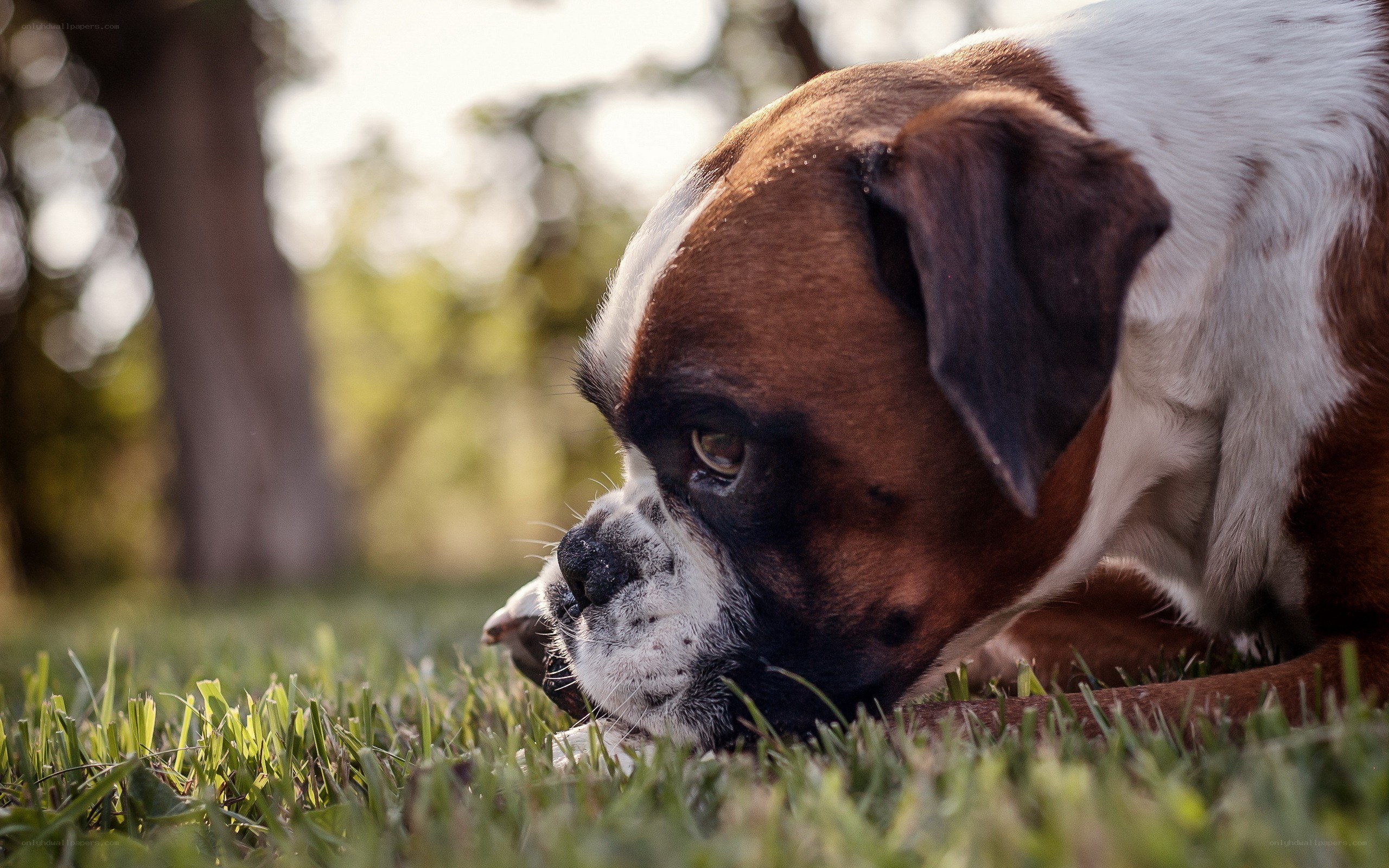 Boxer dog resting on grass