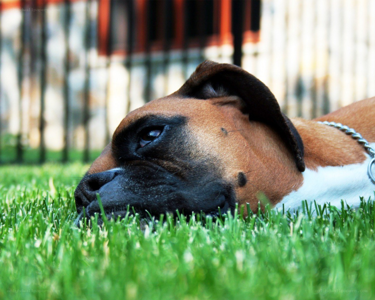 Boxer dog resting on grass