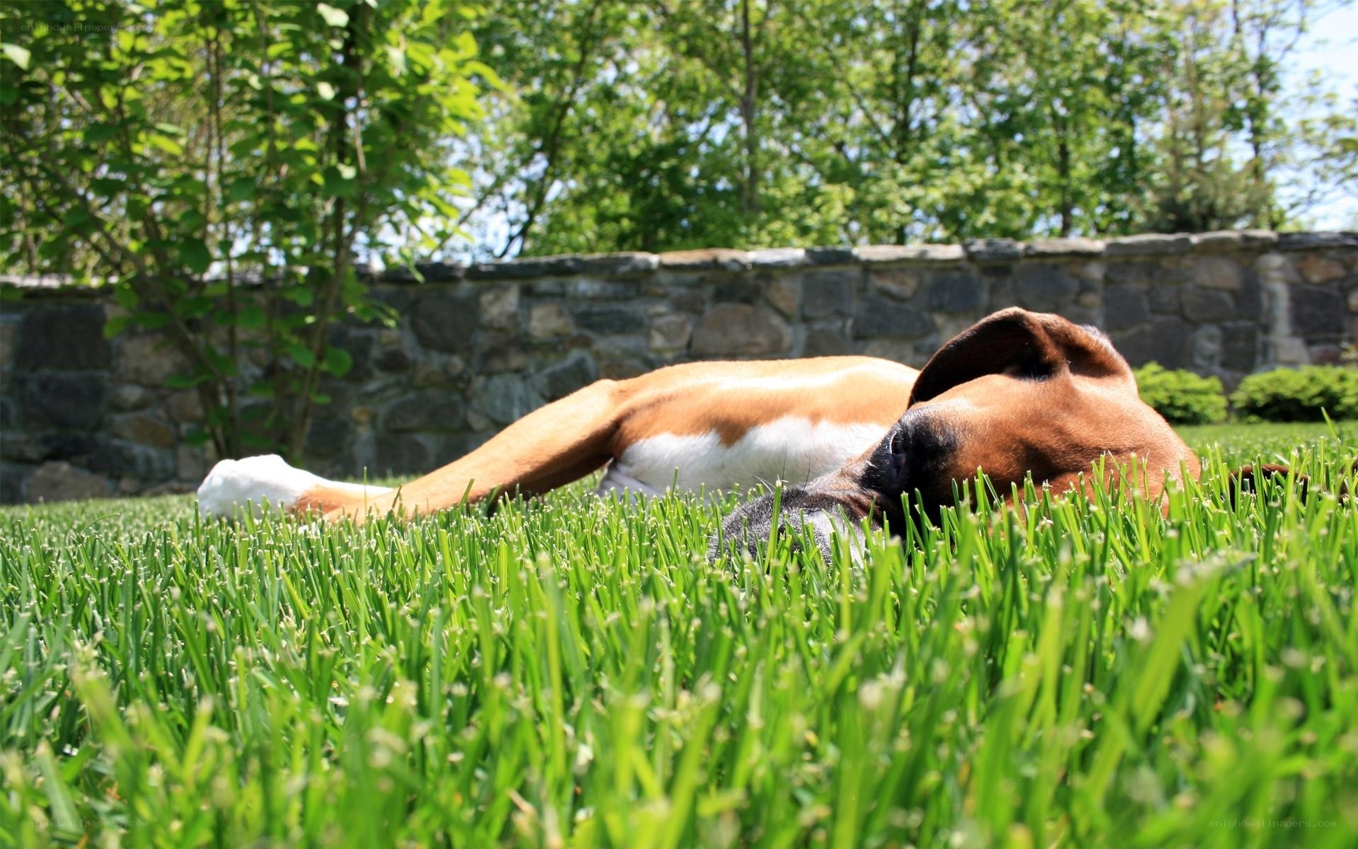 Boxer dog resting on grass