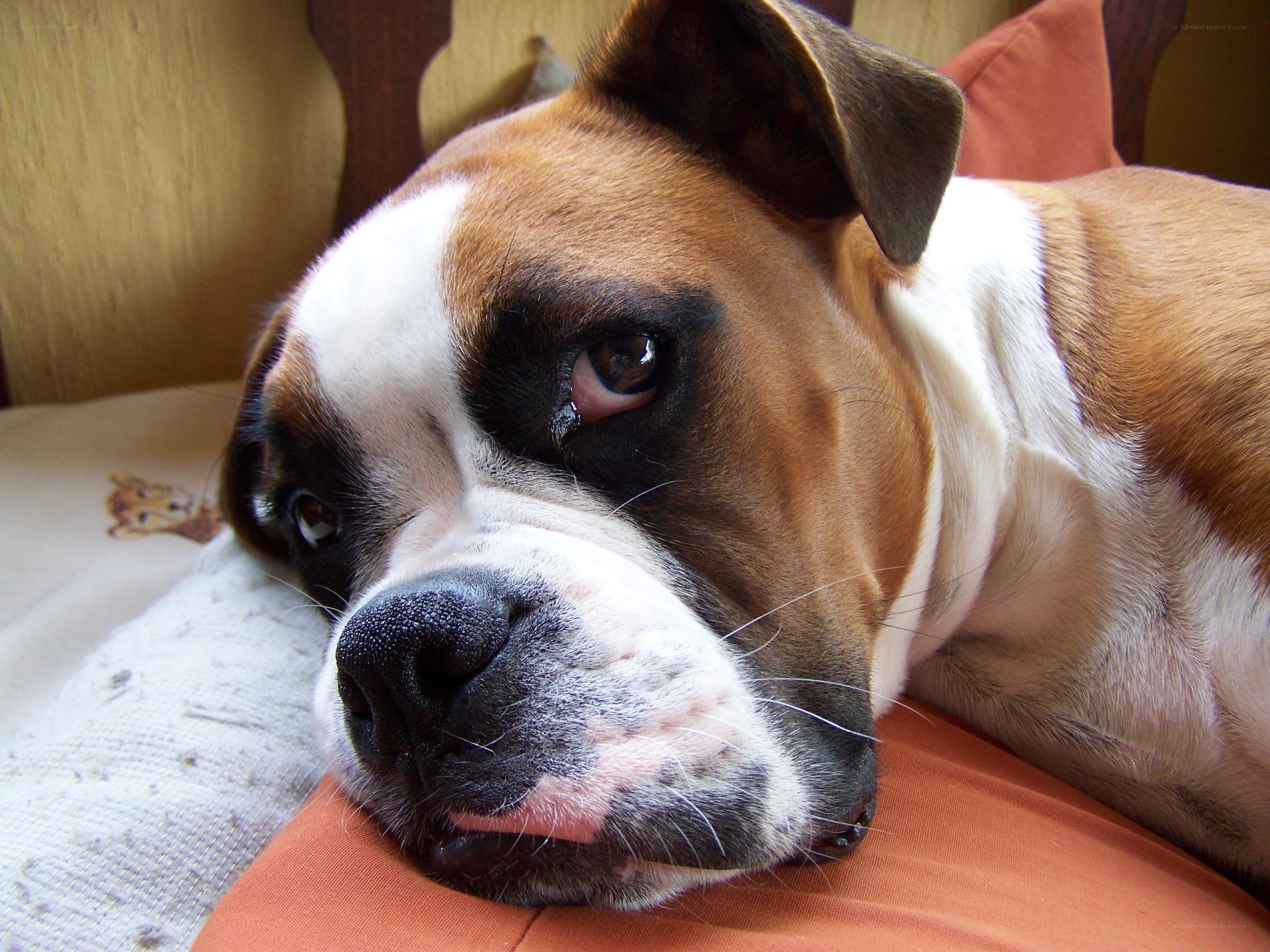 Boxer dog resting on pillow