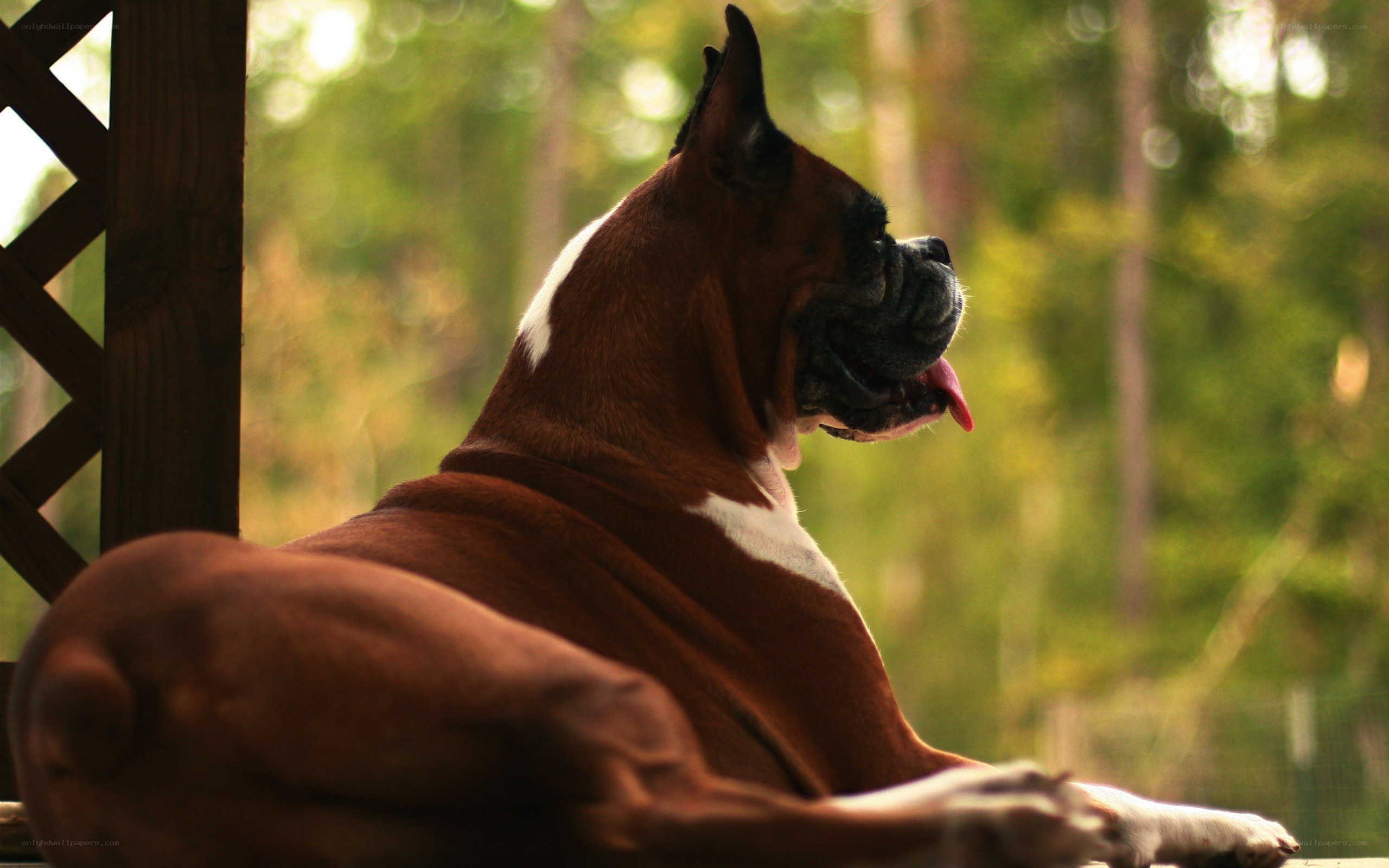 Boxer dog resting outdoors