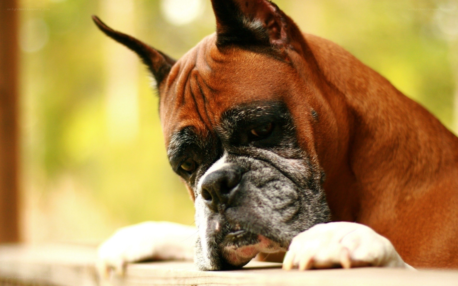 Boxer dog resting outdoors