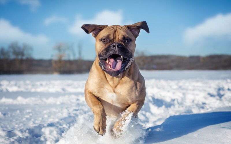 Boxer Dog Running — Brown, Active