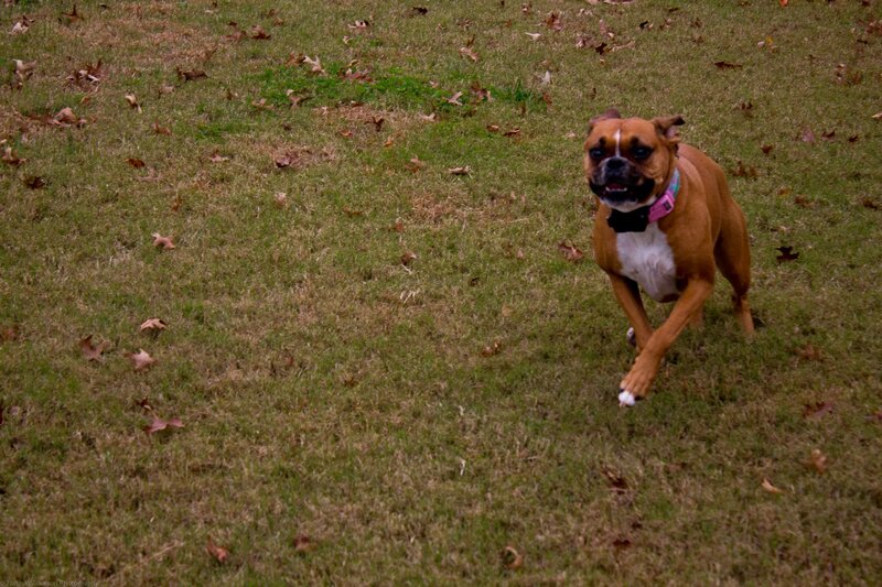 Boxer Dog Running