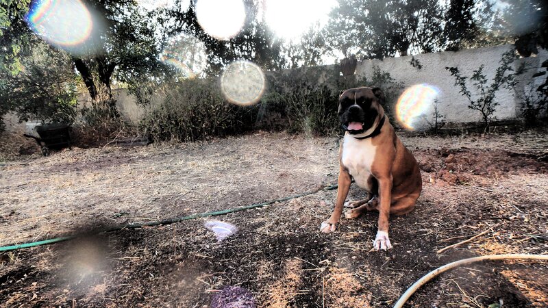 Boxer Dog Sitting — Brown
