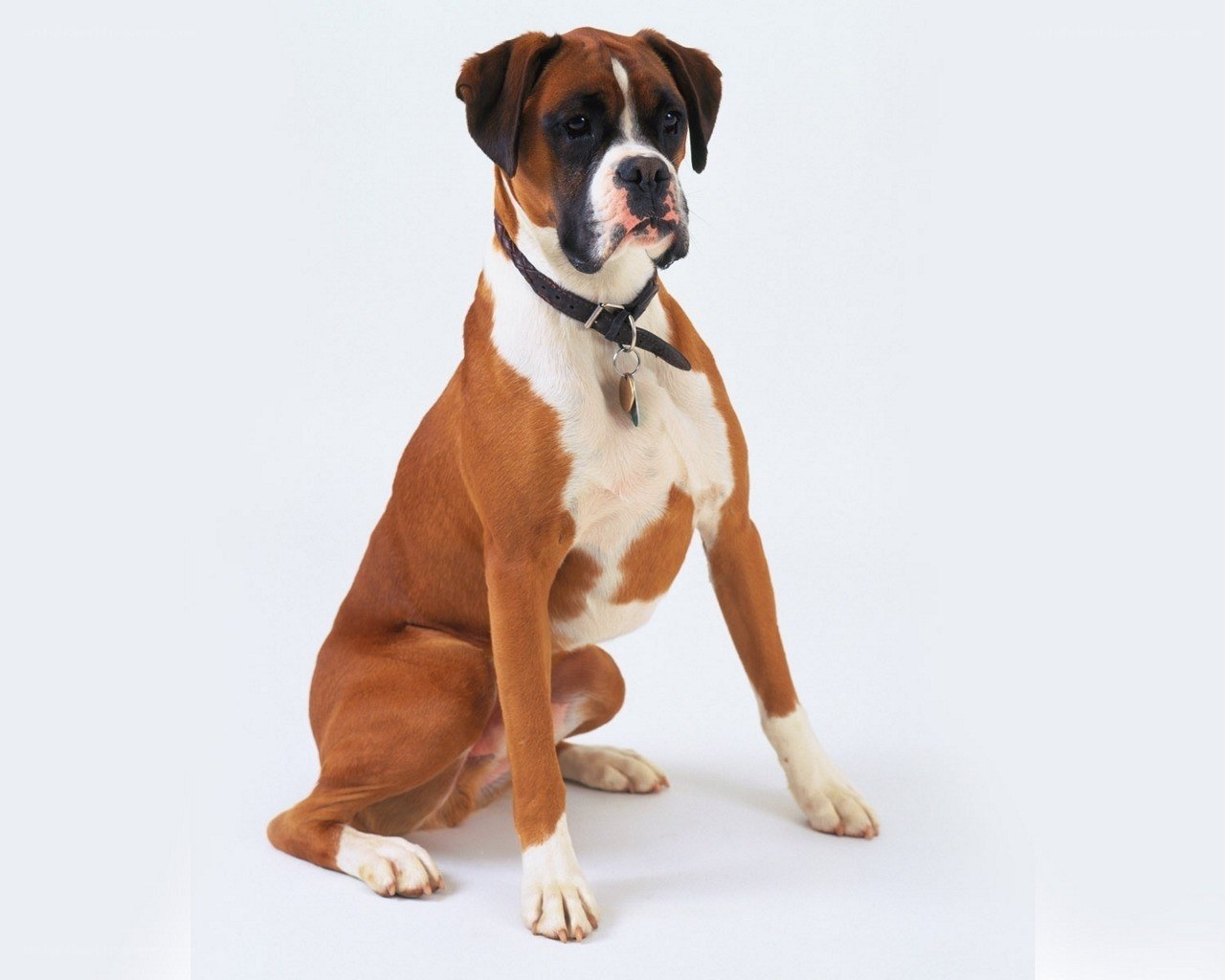 Boxer dog sitting on white